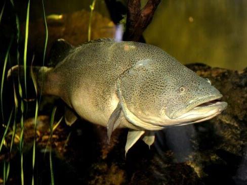 Australian Murray cod wallops swim record
